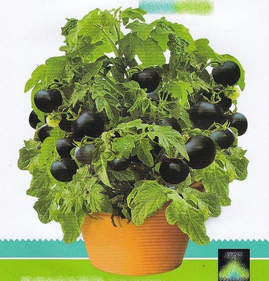【蔬菜種子B036】黑珍株盆栽番茄~~自封頂，既適合盆栽又適宜露地種植，定植到採收約60天。