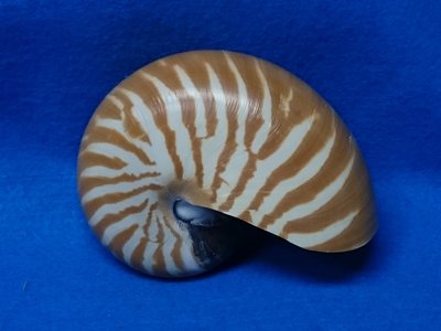 【鑫寶貝】貝殼DIY 鸚鵡螺  10cm  NO.3  貝殼收藏 拍照擺設、開店擺設、鏤空桌面擺設