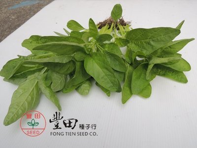 【野菜部屋~】A17 青尖葉莧菜種子1斤(600公克) , 耐熱 , 莖葉柔嫩 ~