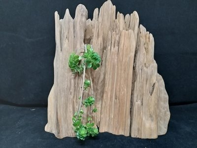台灣檜木風化木 紅檜 山 盆栽花器 非檜瘤肖楠
