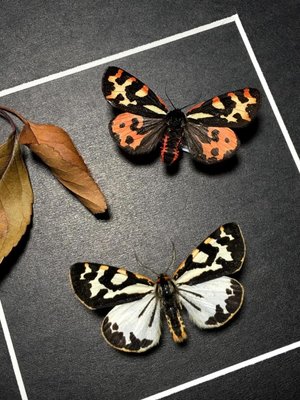 昆蟲記~亞馬遜雨林·驚嘆的物種·罕見的蛾+++8858-特價