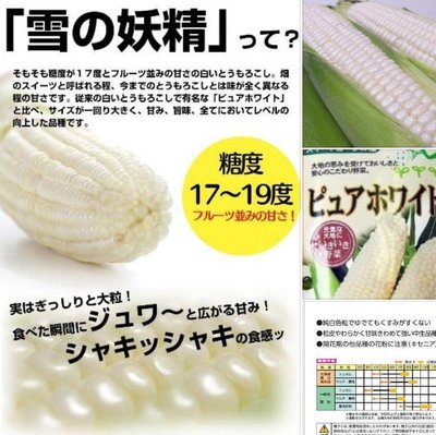 北海道雪姬水果玉米種子100粒150元