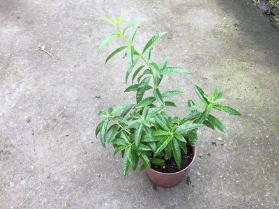 香草.灌木~檸檬馬鞭草~3吋/高8-200公分~花草茶 提煉精油-花精靈植物的家
