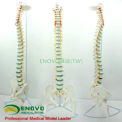 (ENOVO-272) 醫學人體脊柱模型脊椎骨盆頸椎胸椎腰椎整骨科骨骼模型