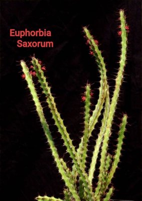 【石在好玩】 Euphorbia Saxorum 岩大戟 (紅花)