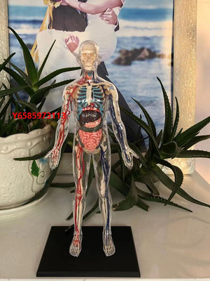 模型4DMASTER全身透明人模型人體骨骼血管模具器官拼裝模型學用教具