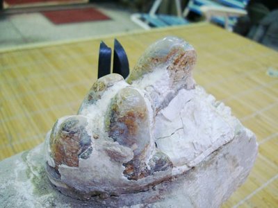 御寶閣Viboger~古董文物藝品化石~~恐龍牙齒化石 矽化玉質化~~