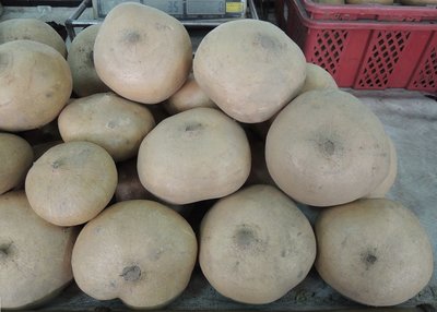 【蔬菜種子S127】台丸豆薯~~塊根丸球型，外皮微黃白色，肉質白，甜脆，水份含量特多。