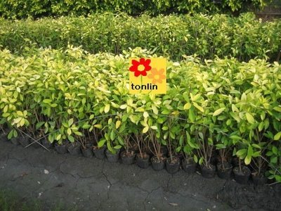 ╭☆東霖園藝☆╮超優質樹種(黃金榕) 榕樹. .圍籬適用