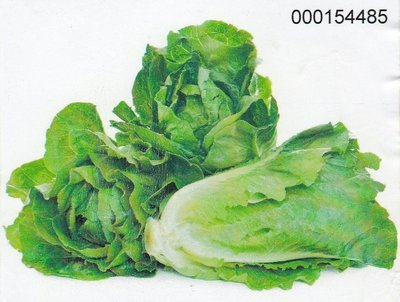 【大包裝蔬菜種子L133】羅美生菜~~綠色，清香甜嫩。台灣種苗改進協會品種比賽冠軍。