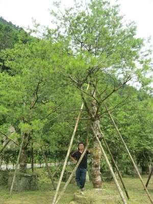 (青山園藝).五葉松.美植袋多年.高度6~12米,米俓25~30.  黑松真柏桂花龍柏油杉牛樟櫸木羅漢松