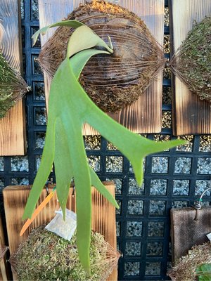 鹿角蕨爪哇#103側芽-上版水耕植物-療癒植物-文青植物、蕨類植物、雨林植物-IG網紅室內植物-天南星-觀葉