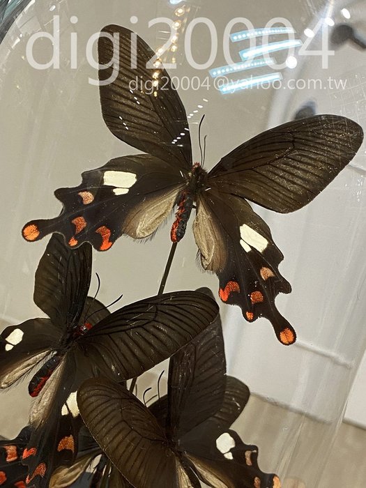 大紅紋鳳蝶byasa Polyeuctes Termessus 玻璃罩 實木底座標本 蝴蝶 生態缸 老件 Yahoo奇摩拍賣