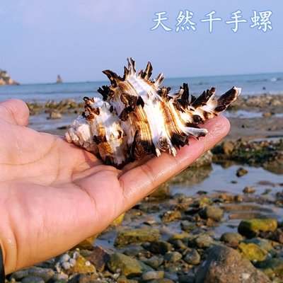 天然黑白千手螺菊花螺超大海螺大貝殼魚缸造景海螺標本收藏送禮，特價