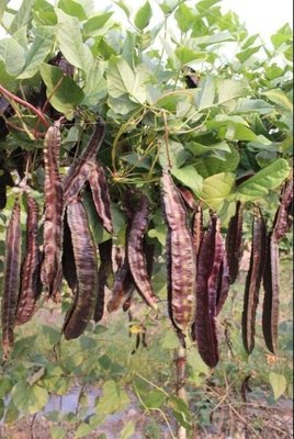 【1磅裝蔬菜種子P141】紫蝶紫翼豆（楊桃豆）~~開花後約10天可採收。
