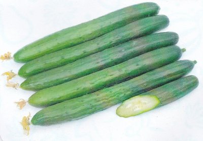 【大包裝蔬菜種子L411】日本小黃瓜~多雌早生，果型直美，劣果率低，分枝性強，產量高、抗病性強，耐熱性佳。