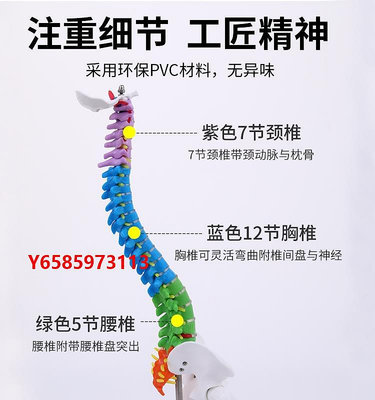 模型1:2人體脊柱模型正骨練習帶頸椎腰椎椎間盤彩色脊椎骨骼模型