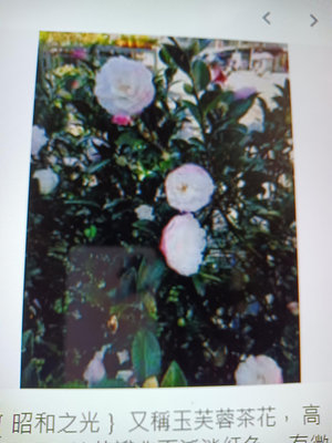 日本山茶花名字叫做昭和之光，造型漂亮小品盆栽露根半懸崖，花色是白粉紅色，便宜割愛1680元超商免運好種植喜半日照以上環境