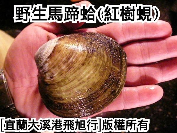 野生馬蹄蛤(紅樹蜆)..目前平均大小一公斤約5~6個....非產季，缺貨中