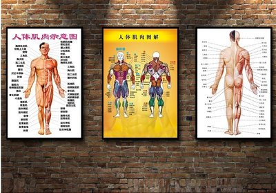 現代裝飾畫人體骨骼肌肉分解圖健身房美容院保健室掛畫框(多款可選)