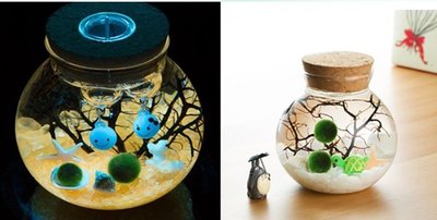 小號10cm 微景觀生態玻璃瓶 多肉植物玻璃花盆 苔蘚微景觀DIY 創意 海藻球生態瓶 DIY手工製作 木塞玻璃瓶