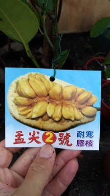 ╭☆東霖園藝☆╮熱帶果樹(孟尖)孟尖2號---稼接苗--甜美多汁-耐寒品種.