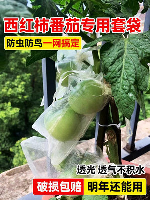 西紅柿套袋專用袋番茄圣女果尼龍網袋保護袋洋柿子果蔬防蟲防鳥袋