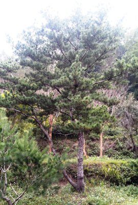【旭昇景觀樹園藝行】五葉松高9米.米徑28公分黑松桂花油杉赤松九芎含笑羅漢松雪松