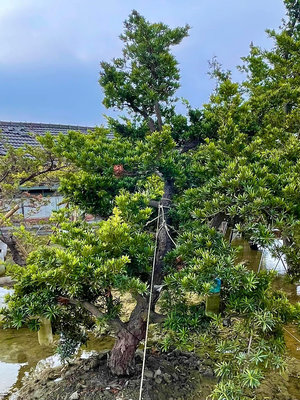 《榮恩園藝》塑型蘭嶼羅漢松，片型羅漢松，樹頭直徑25-32公分起，高度3米以上，含挖不含運