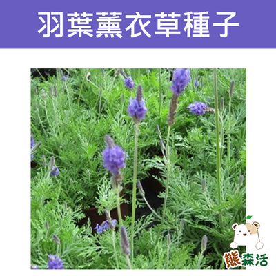 ～全館滿790免運～羽葉薰衣草種子 Feather lavender【熊森活】