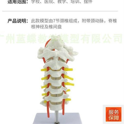 模型人體脊柱模型1:1比例自z然大脊椎模型帶頸椎胸椎尾椎骨骼模型