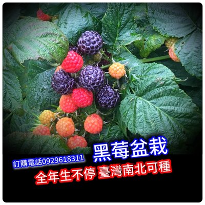 美國黑莓(無刺)BlackBerry在台灣一年生好幾次。asblueberry買3棵免運費、買5棵送1棵