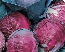 紫色高麗菜【甘藍類種子】 每包約100粒