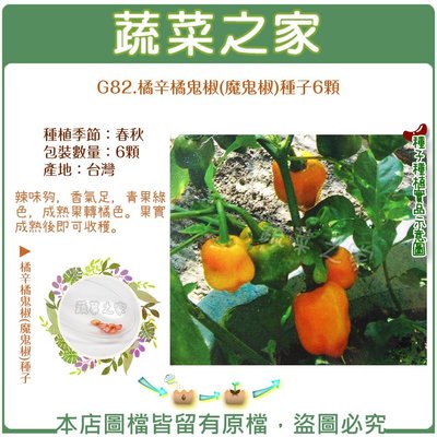【蔬菜之家滿額免運】G82.橘辛橘鬼椒(魔鬼椒)種子6顆(辣味夠，香氣足，青果綠色，成熟果轉橘色。果實成熟後即可收穫。)