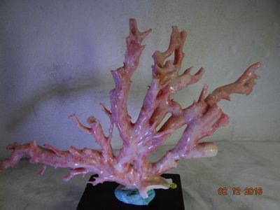 天然深海粉紅珊瑚5  376g 分享收藏！