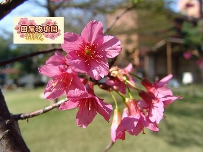 ╭＊田尾玫瑰園＊╯優良庭園用樹--山櫻花(美植袋)3cm2500元