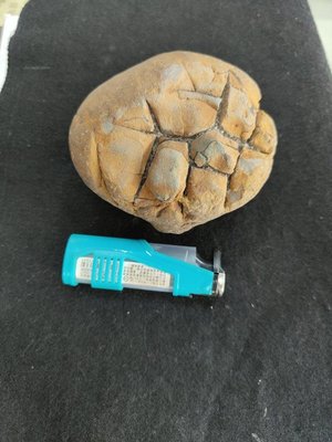 台灣黃龜甲石包 原石 雅石