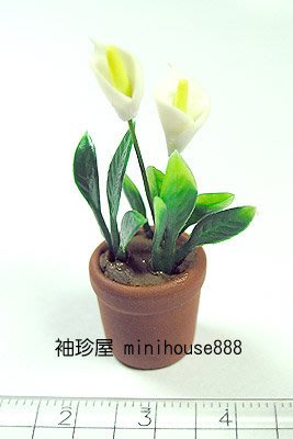 【袖珍屋】白色海芋迷你盆栽(F2203A0016)