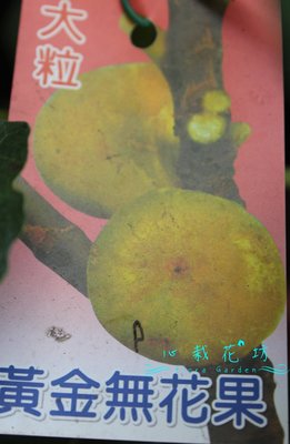 心栽花坊-黃金無花果/4吋/無花果/水果苗/售價150特價130