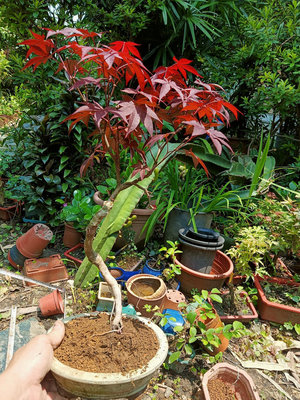 造型優美漂亮的日本紅楓樹小品盆栽名字叫做紅星星日照充足全年大部分都是紅色的葉子樹型漂亮2980優惠郵局嘉里大榮免運好種植