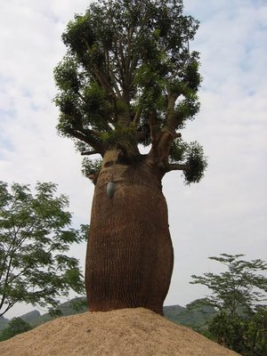 ╭☆東霖園藝☆╮大喬木(昆士蘭瓶幹樹)佛肚樹--可達20公尺高   已售完