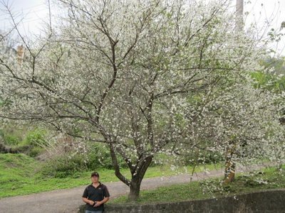 (青山園藝)梅樹 頭徑約25~30cm 高度約3~5米青楓紫檀琉球松羅漢松真柏桂花龍柏黑松