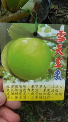 ╭＊田尾玫瑰園＊╯新品種水果苗-(雪天王)蜜棗.1尺高280元(最新品種)