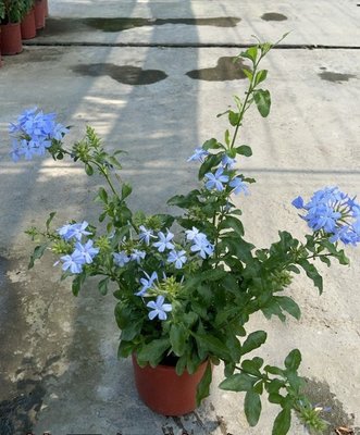 心心花園 ❤藍雪花 5吋盆 ❤觀花植物 ~淺藍色花朵唷~