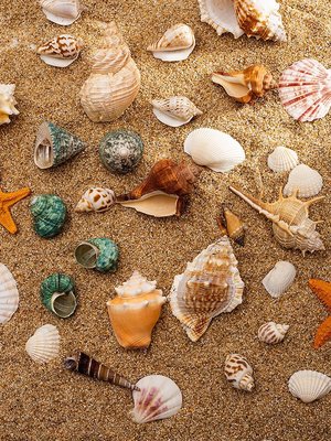 Hi 盛世百貨 ins風貝殼海星擺件裝飾海螺魚缸造景手工diy材料天然飾品拍照道具
