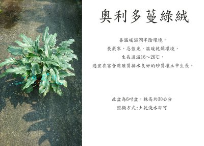 心栽花坊-秀船奧利多蔓綠絨/6吋/觀葉植物/室內植物/綠化植物/售價250特價200