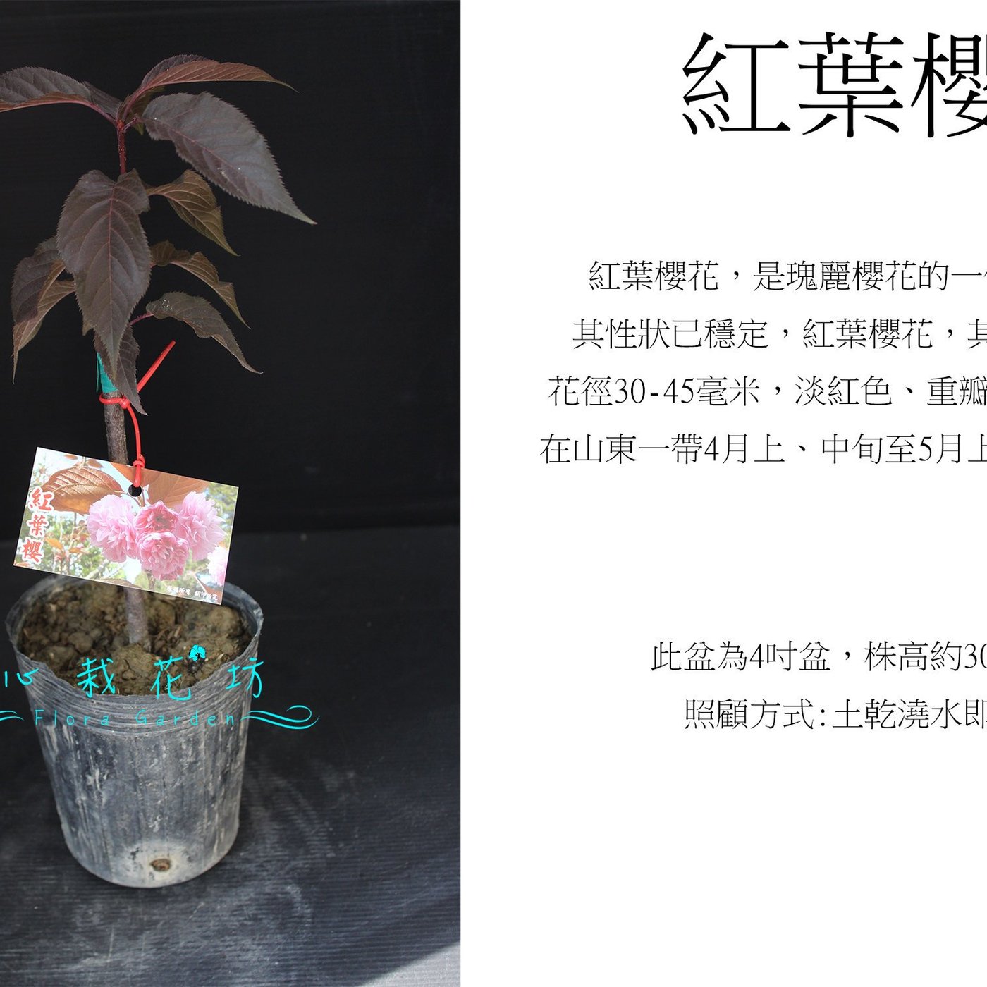 心栽花坊 紅葉櫻 4吋 櫻花 櫻花品種 觀花植物 綠籬植物 售價160特價140 Yahoo奇摩拍賣