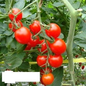 珍甜蕃茄1號蕃茄種子