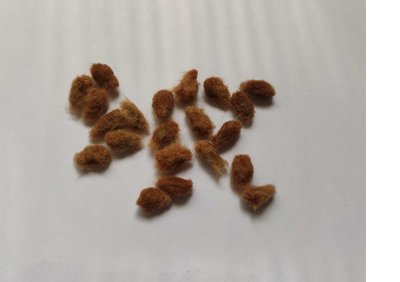 咖啡色棉花 種子 泰迪熊棉 25粒 可種植用種子