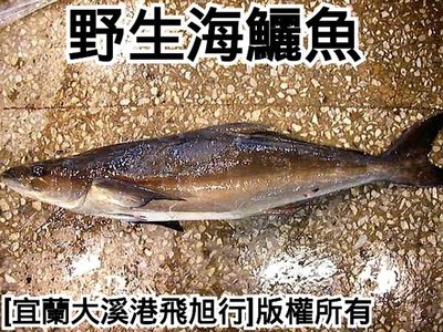 野生海鱺魚